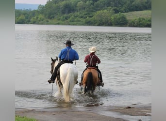 Amerikansk ponny, Sto, 4 år, 137 cm, Gulbrun