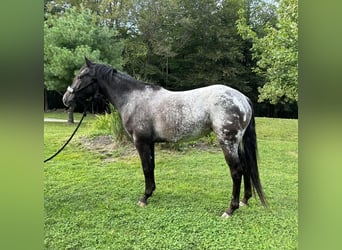 Amerikansk ponny, Sto, 4 år, 140 cm, Svart