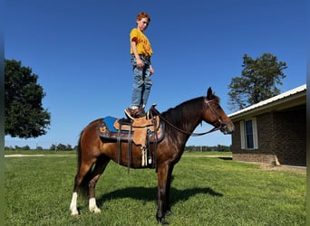 Pony of the Americas, Stute, 6 Jahre, 127 cm, Rotbrauner