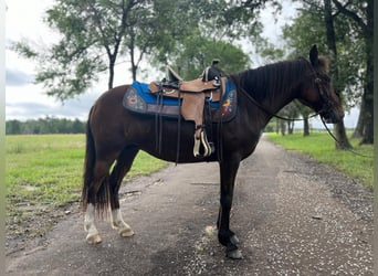 Amerikansk ponny, Sto, 6 år, 127 cm, Brun