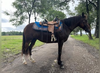 Pony of the Americas, Stute, 6 Jahre, 127 cm, Rotbrauner