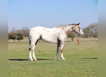 Amerikansk ponny, Sto, 8 år, 145 cm, Fux