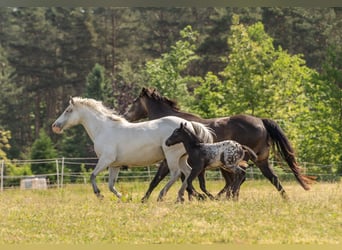 Amerikansk ponny, Sto, Föl (04/2024), 140 cm, Svart