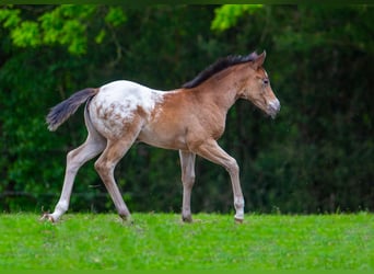 Amerikansk ponny, Sto, Föl (04/2023), 140 cm