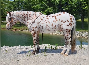 Amerikansk ponny, Valack, 10 år