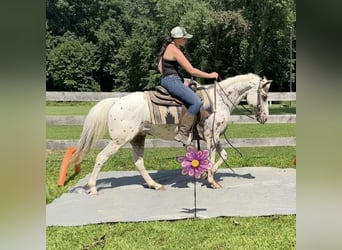 Amerikansk ponny, Valack, 11 år, 147 cm