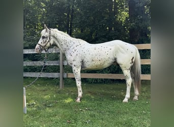 Pony of the Americas, Wallach, 11 Jahre, 147 cm