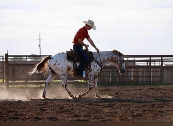 Amerikansk ponny, Valack, 12 år, 137 cm