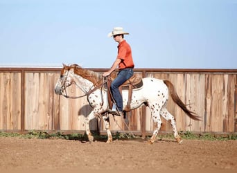 Amerikansk ponny, Valack, 13 år, 137 cm