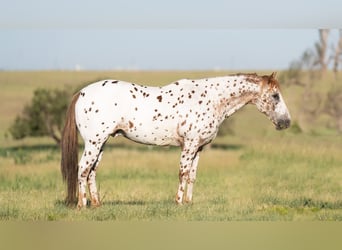 Amerikansk ponny, Valack, 13 år, 137 cm