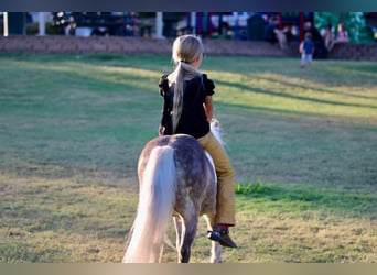 Pony of the Americas, Wallach, 13 Jahre, 91 cm, Buckskin