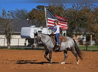 Amerikansk ponny, Valack, 13 år