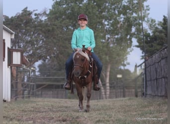 Pony of the Americas, Wallach, 16 Jahre, 99 cm, Dunkelfuchs