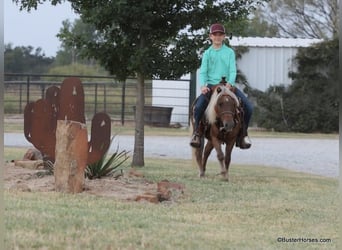 Pony of the Americas, Wallach, 16 Jahre, 99 cm, Dunkelfuchs