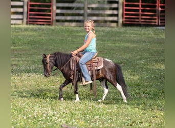 Amerikansk ponny, Valack, 4 år, 91 cm, Tobiano-skäck-alla-färger