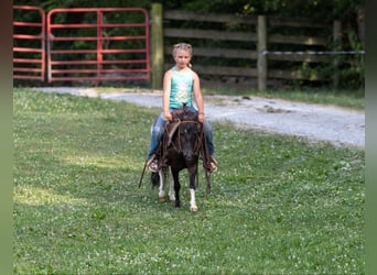 Amerikansk ponny, Valack, 4 år, 91 cm, Tobiano-skäck-alla-färger