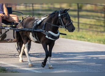 Pony of the Americas, Wallach, 4 Jahre, 91 cm, Tobiano-alle-Farben