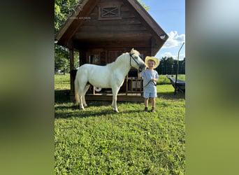 Amerikansk ponny, Valack, 5 år, 109 cm, Grå