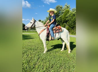 Amerikansk ponny, Valack, 5 år, 109 cm, Grå