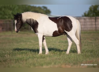 Amerikansk ponny, Valack, 5 år, 109 cm, Tobiano-skäck-alla-färger