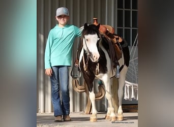 Amerikansk ponny, Valack, 5 år, 109 cm, Tobiano-skäck-alla-färger