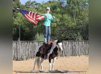 Amerikansk ponny, Valack, 5 år, 109 cm, Tobiano-skäck-alla-färger