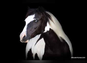 Amerikansk ponny, Valack, 5 år, 109 cm, Tobiano-skäck-alla-färger