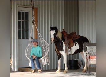 Amerikansk ponny, Valack, 5 år, 109 cm, Tobiano-skäck-alla-färger