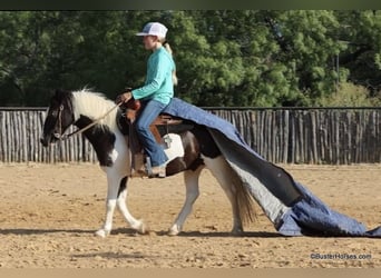 Pony of the Americas, Wallach, 5 Jahre, 109 cm, Tobiano-alle-Farben