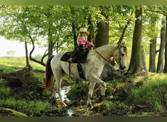 Amerikansk ponny, Valack, 5 år, 142 cm, Gulbrun