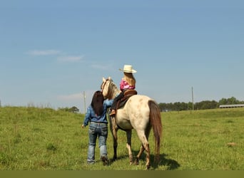 Amerikansk ponny, Valack, 5 år, 142 cm, Gulbrun