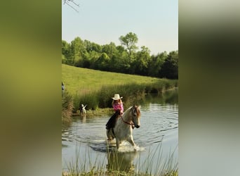 Amerikansk ponny, Valack, 5 år, 142 cm, Gulbrun