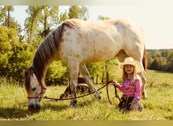 Amerikansk ponny, Valack, 5 år, 142 cm, Gulbrun