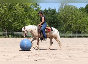 Pony of the Americas, Wallach, 6 Jahre, 124 cm