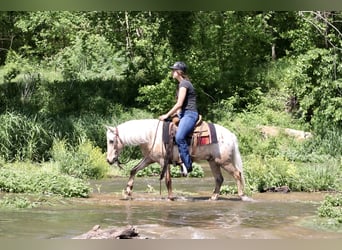 Pony of the Americas, Wallach, 6 Jahre, 124 cm