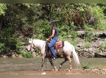 Pony of the Americas, Wallach, 6 Jahre, 124 cm