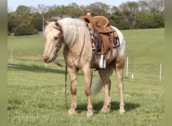 Amerikansk ponny, Valack, 6 år, 124 cm