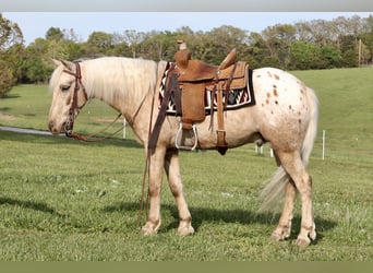 Amerikansk ponny, Valack, 6 år, 124 cm