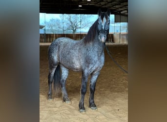 Amerikansk ponny, Valack, 6 år, 140 cm, Grå