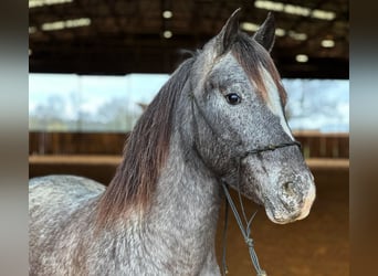 Amerikansk ponny, Valack, 6 år, 140 cm, Grå