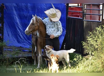 Pony of the Americas, Wallach, 6 Jahre, 91 cm, Palomino