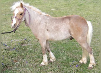 Pony of the Americas, Wallach, 6 Jahre, 91 cm, Palomino