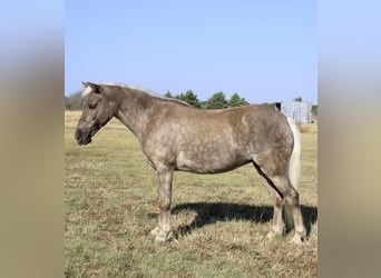 Amerikansk ponny, Valack, 7 år, 112 cm, Grå
