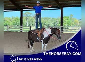 Amerikansk ponny, Valack, 7 år, 135 cm, Tobiano-skäck-alla-färger