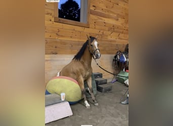 Amerikansk ponny, Valack, 7 år, 142 cm, Brun