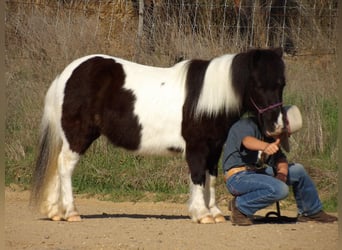 Pony of the Americas, Wallach, 7 Jahre, 94 cm, Tobiano-alle-Farben