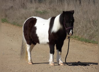 Pony of the Americas, Wallach, 7 Jahre, 94 cm, Tobiano-alle-Farben