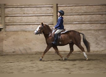 Amerikansk ponny, Valack, 7 år, Fux