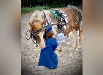 Amerikansk ponny, Valack, 8 år, 102 cm, Tobiano-skäck-alla-färger