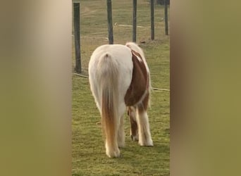 Amerikansk ponny, Valack, 8 år, 102 cm, Tobiano-skäck-alla-färger